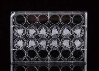 NEST 12 Cell Culture Inserts+24 Well Plate, 3.0 μm, PET Membrane, TC, Sterile, 12/pk, 120/Box
